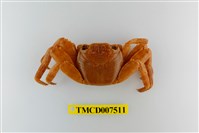 藏品(白紋方蟹)的圖片